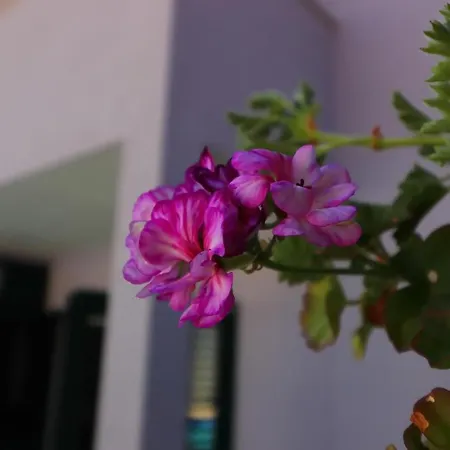 Lavanda Korcula - Five Bedroom With Pool And Sea View דירה ברנה